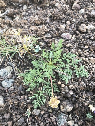 Lomatium quintuplex, photographed by Lindsey Salmonson