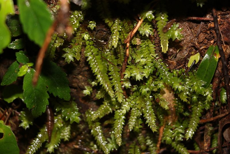 Cyathophorum bulbosum, photographed by Greg Tasney