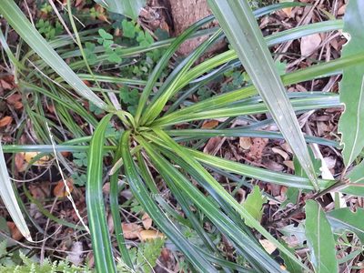 Freycinetia banksii, photographed by Emily Roberts