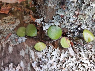 Pyrrosia eleagnifolia, photographed by Emily Roberts