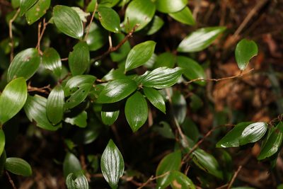 Trochocarpa laurina, photographed by Greg Tasney