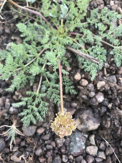 Lomatium quintuplex, photographed by Lindsey Salmonson