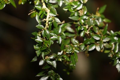 Pittosporum oreillyanum, photographed by Greg Tasney