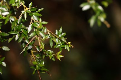 Pittosporum oreillyanum, photographed by Greg Tasney