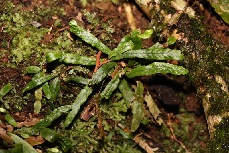 Aenigmatogrammitis stenophylla, photographed by Greg Tasney