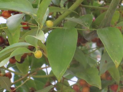Smilax maritima, photographed by Nonbinary-Naturalist