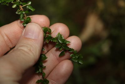 Pittosporum oreillyanum, photographed by Greg Tasney