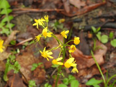 Packera obovata, photographed by Yann Kemper