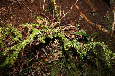 Pittosporum oreillyanum, photographed by Greg Tasney