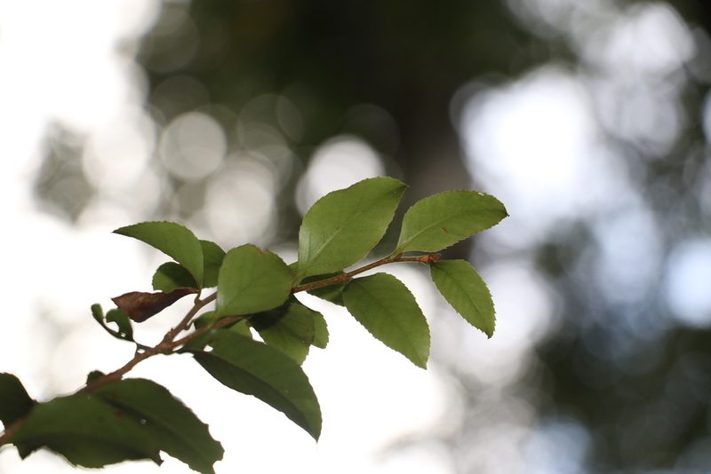 Nothofagus moorei, photographed by Greg Tasney
