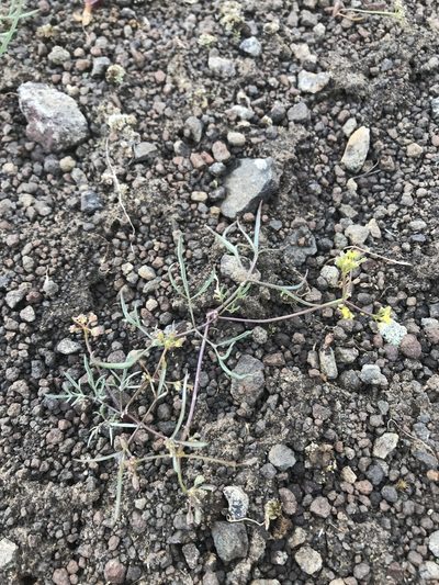 Lomatium farinosum, photographed by Lindsey Salmonson