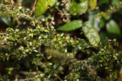 Pittosporum oreillyanum, photographed by Greg Tasney