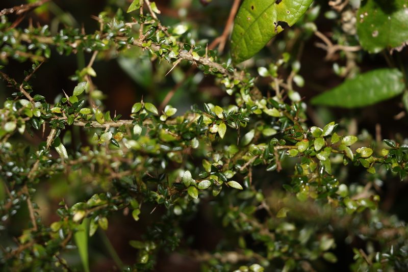 Pittosporum oreillyanum, photographed by Greg Tasney