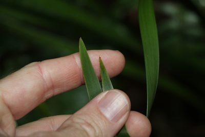 Lomandra spicata, photographed by Greg Tasney