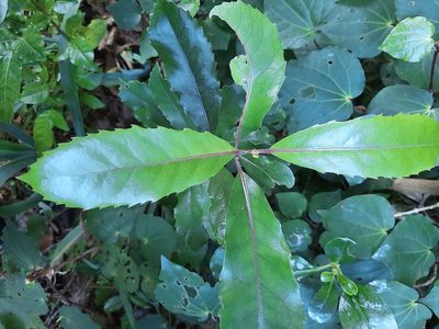 Hedycarya arborea, photographed by Emily Roberts