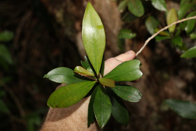 Tristaniopsis collina, photographed by Greg Tasney
