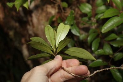 Tristaniopsis collina, photographed by Greg Tasney
