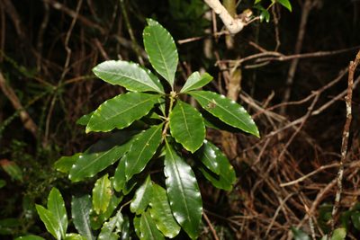 Pittosporum undulatum, photographed by Greg Tasney