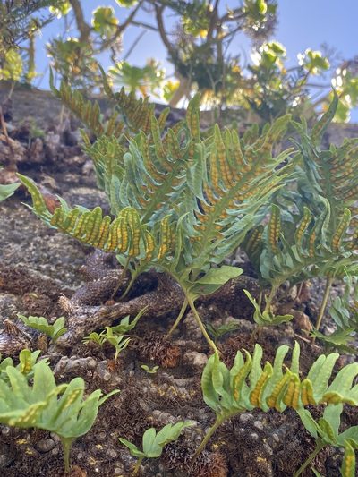 Polypodium macaronesicum, photographed by Asher P Higgins