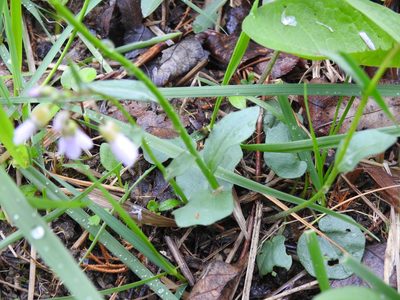 Cardamine douglassii, photographed by Yann Kemper