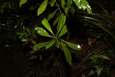 Halfordia kendack, photographed by Greg Tasney