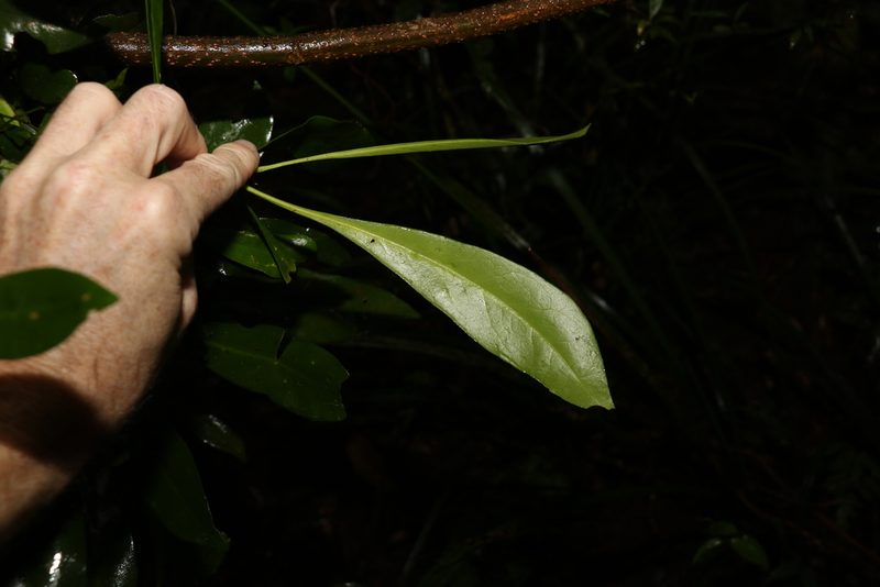 Halfordia kendack, photographed by Greg Tasney