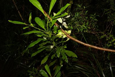 Halfordia kendack, photographed by Greg Tasney