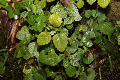 Coleus australis, photographed by Greg Tasney