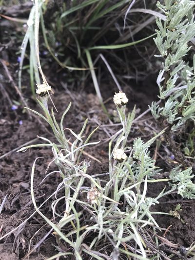 Antennaria stenophylla, photographed by Lindsey Salmonson