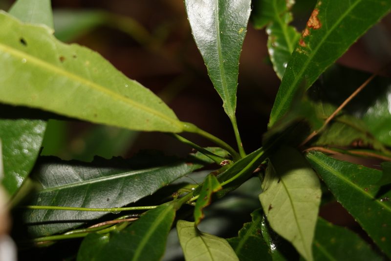 Elaeocarpus kirtonii, photographed by Greg Tasney