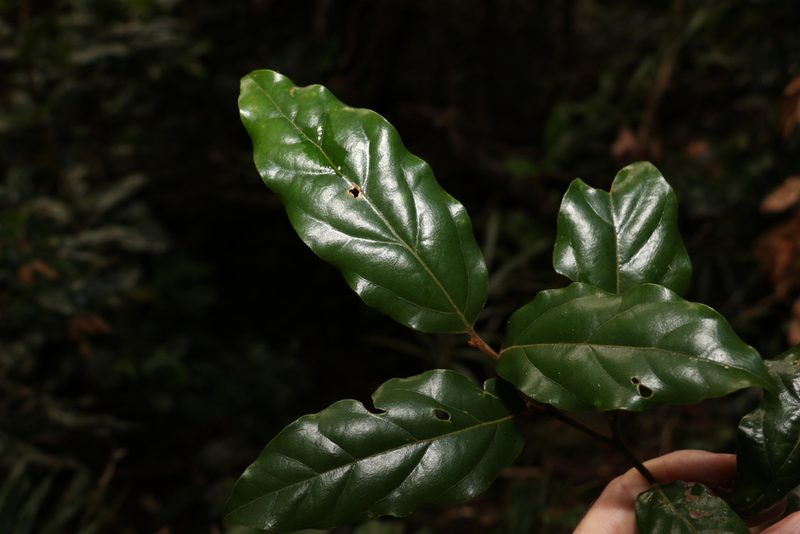 Endiandra crassiflora, photographed by Greg Tasney