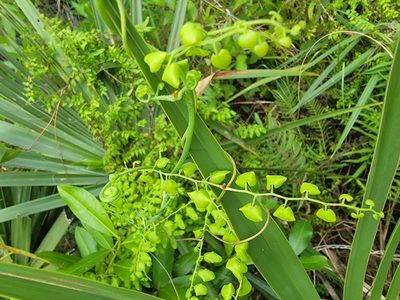 Lygodium microphyllum, photographed by Theo Summer
