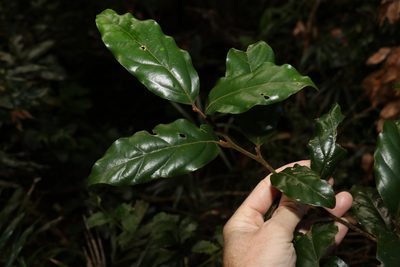 Endiandra crassiflora, photographed by Greg Tasney