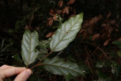 Endiandra crassiflora, photographed by Greg Tasney