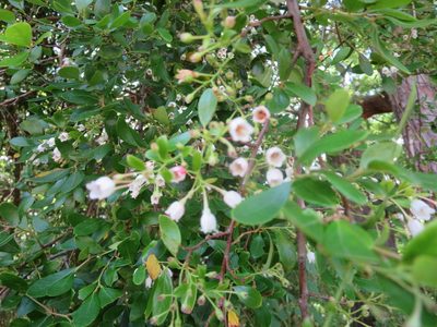 Vaccinium arboreum, photographed by Nonbinary-Naturalist