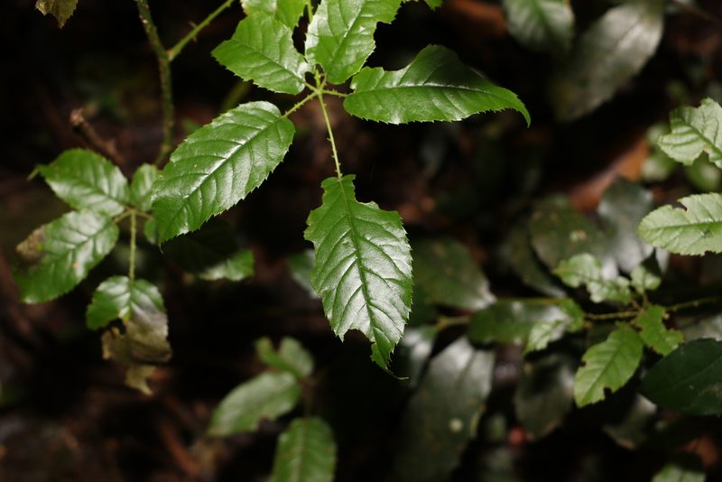 Rubus nebulosus, photographed by Greg Tasney