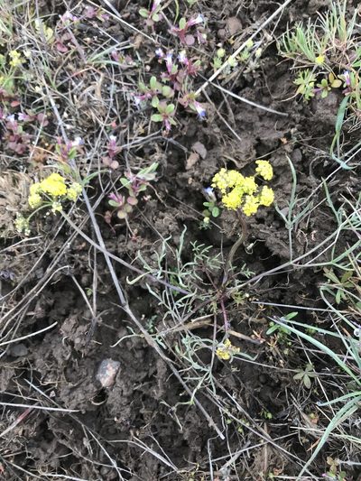 Lomatium farinosum, photographed by Lindsey Salmonson