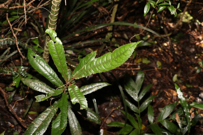 Helicia ferruginea, photographed by Greg Tasney