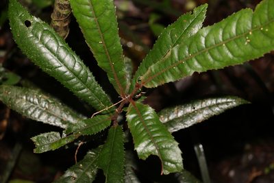 Helicia ferruginea, photographed by Greg Tasney