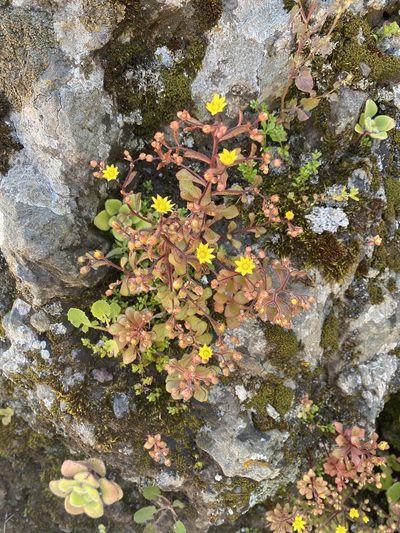 Aichryson parlatorei, photographed by Asher P Higgins