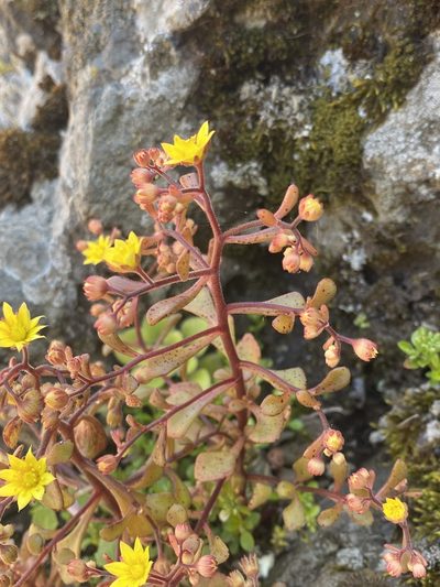 Aichryson parlatorei, photographed by Asher P Higgins