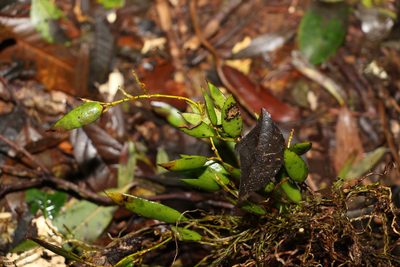 Dendrobium pugioniforme, photographed by Greg Tasney