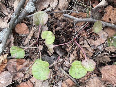 Pyrola asarifolia, photographed by toadhunter