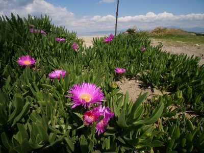 Carpobrotus acinaciformis, photographed by Philipp Hoenle