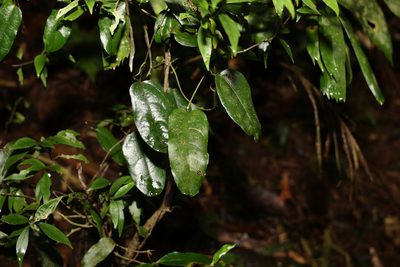 Aristolochia laheyana, photographed by Greg Tasney
