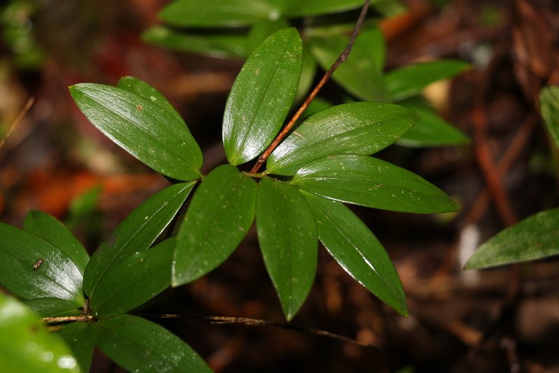 Drymophila moorei, photographed by Greg Tasney