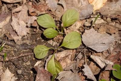 Pyrola elliptica, photographed by Alec McClay