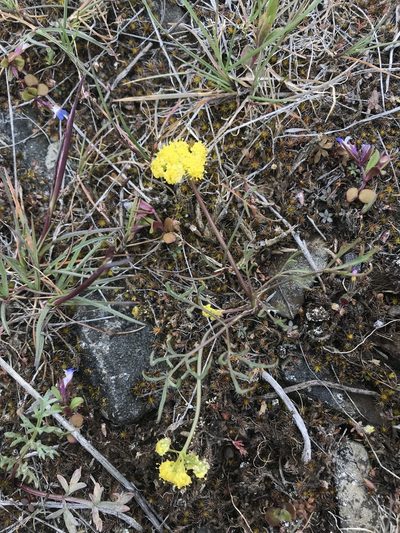 Lomatium farinosum, photographed by Lindsey Salmonson