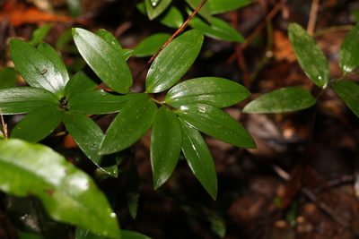 Drymophila moorei, photographed by Greg Tasney