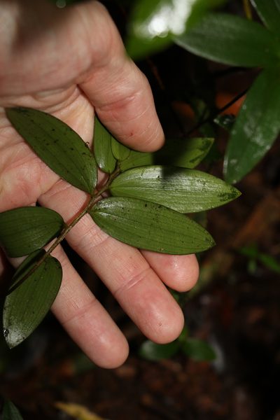 Drymophila moorei, photographed by Greg Tasney